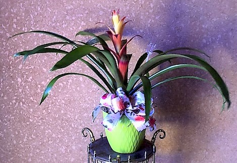 Flowers from The Calvary Alliance Church