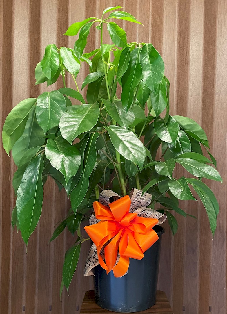 Flowers from Gordon Church of God