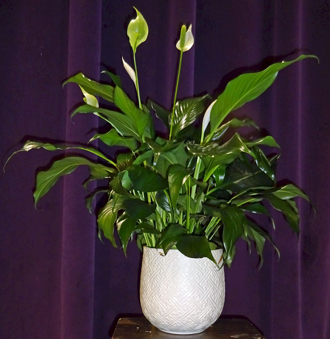 Flowers from Topher and Amy Cisar and Family