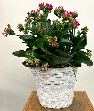 Flowers from Dakota Country Pharmacy