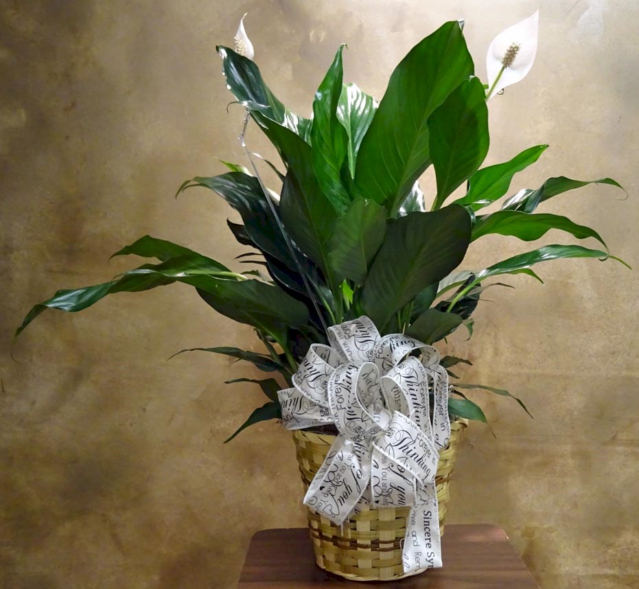 Flowers from Darwin and Betty Haerer