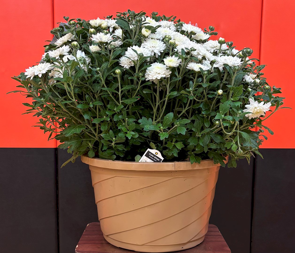 Flowers from Dennis Freeman and Family: Travis, Shawn, Tina, Shad, and J.D.