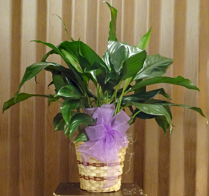 Flowers from Your Family at the Travel Lodge