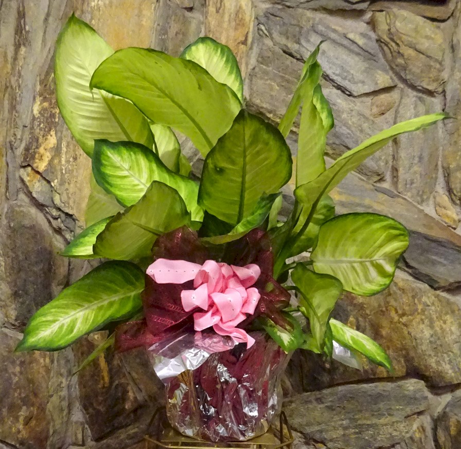 Flowers from Ray and Kristin Coyle and Girls