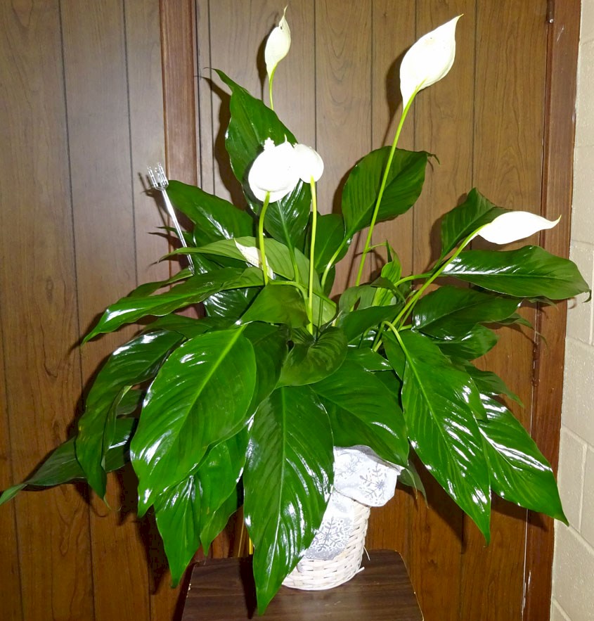 Flowers from Cam, Stevie, Shelby, and Cami