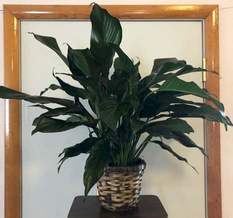 Flowers from Stulken, Petersen, Lingle, Walti, and Jones, LLP of Pierre