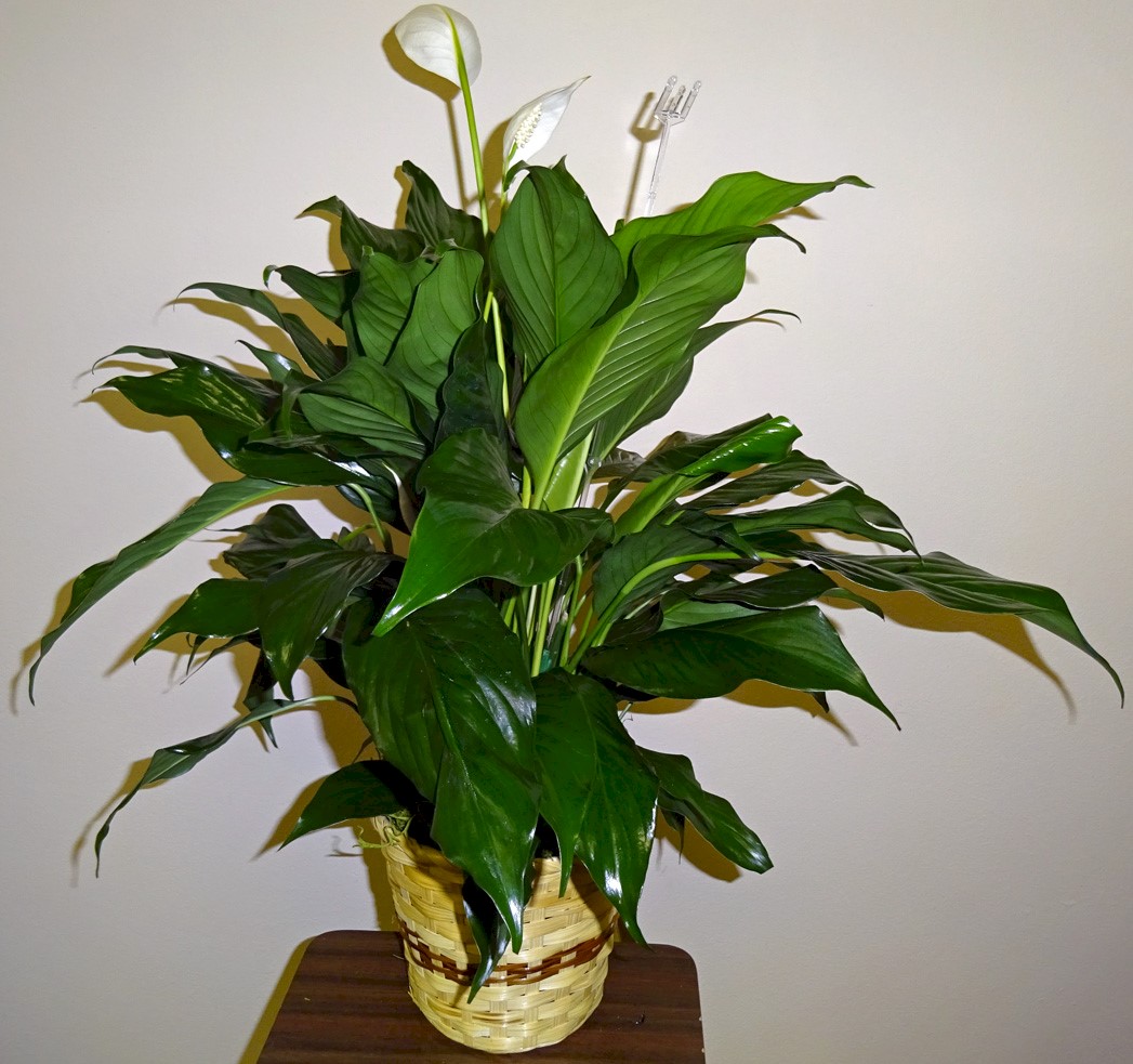 Flowers from Cathie Handcock and Family