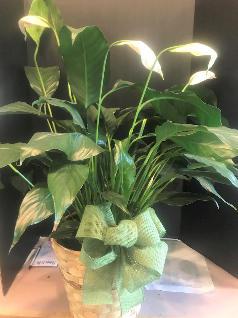Flowers from Philip Health Services TLC and Board of Directors