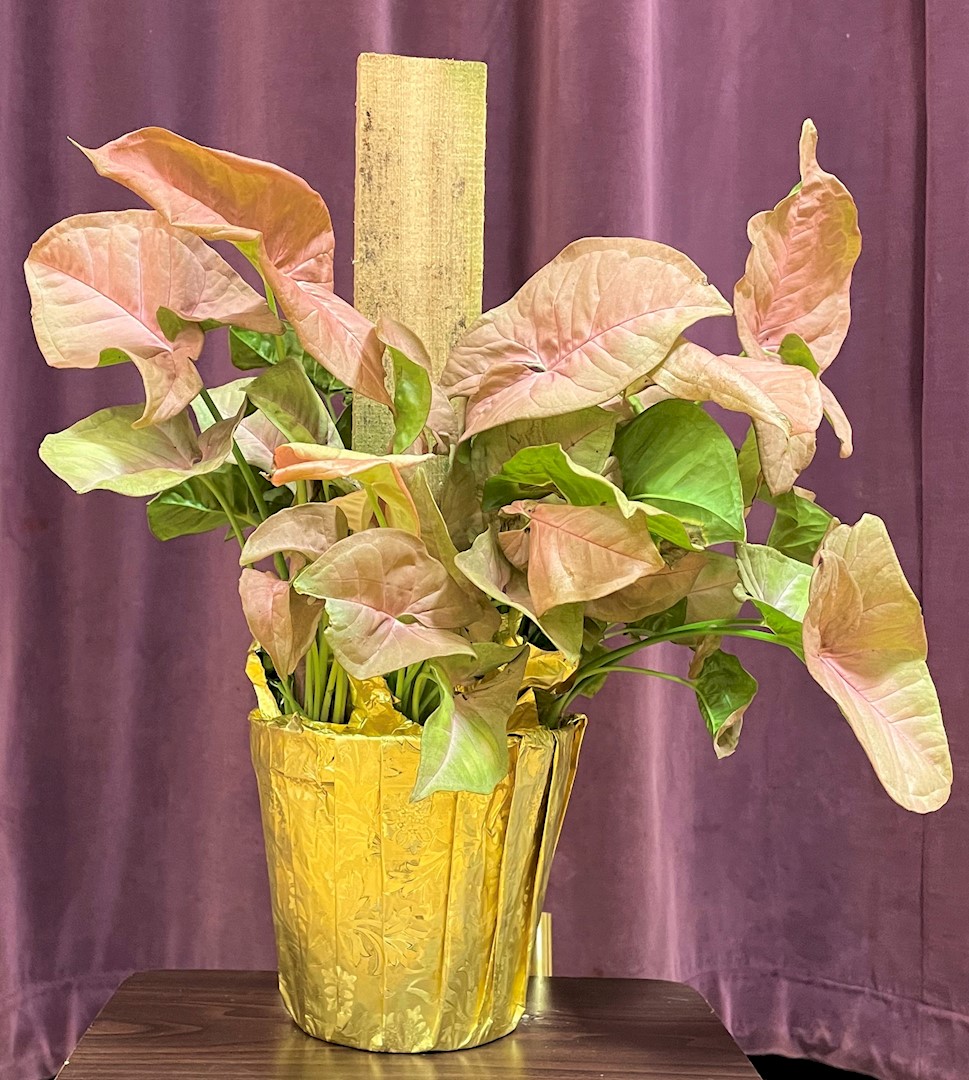 Flowers from Ellie, Lorena, Rikki, and Families