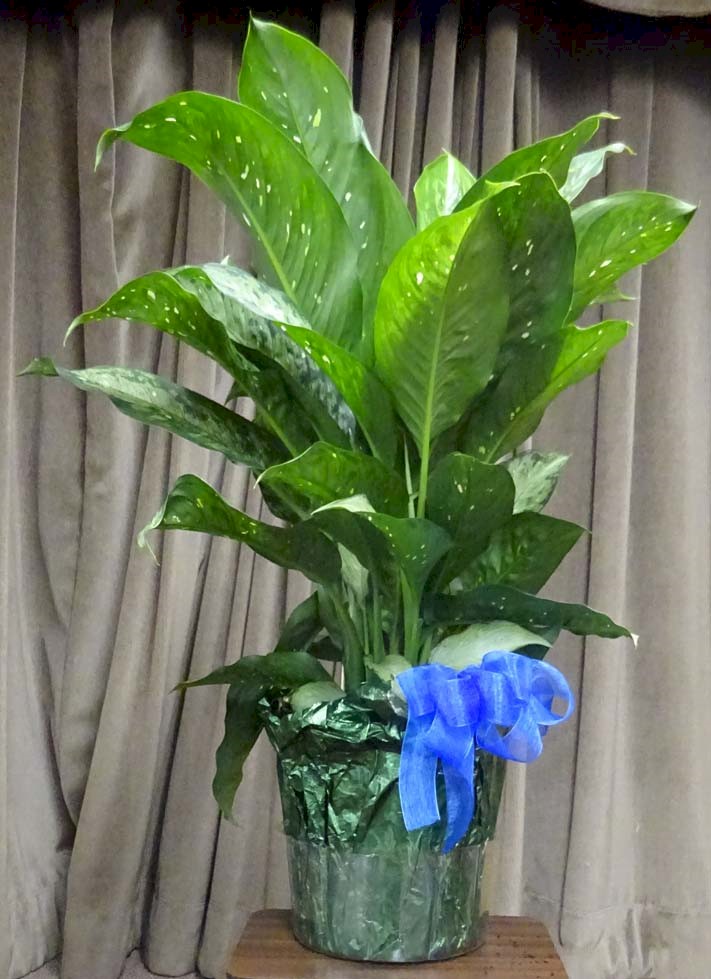Flowers from Steve Stickler Family