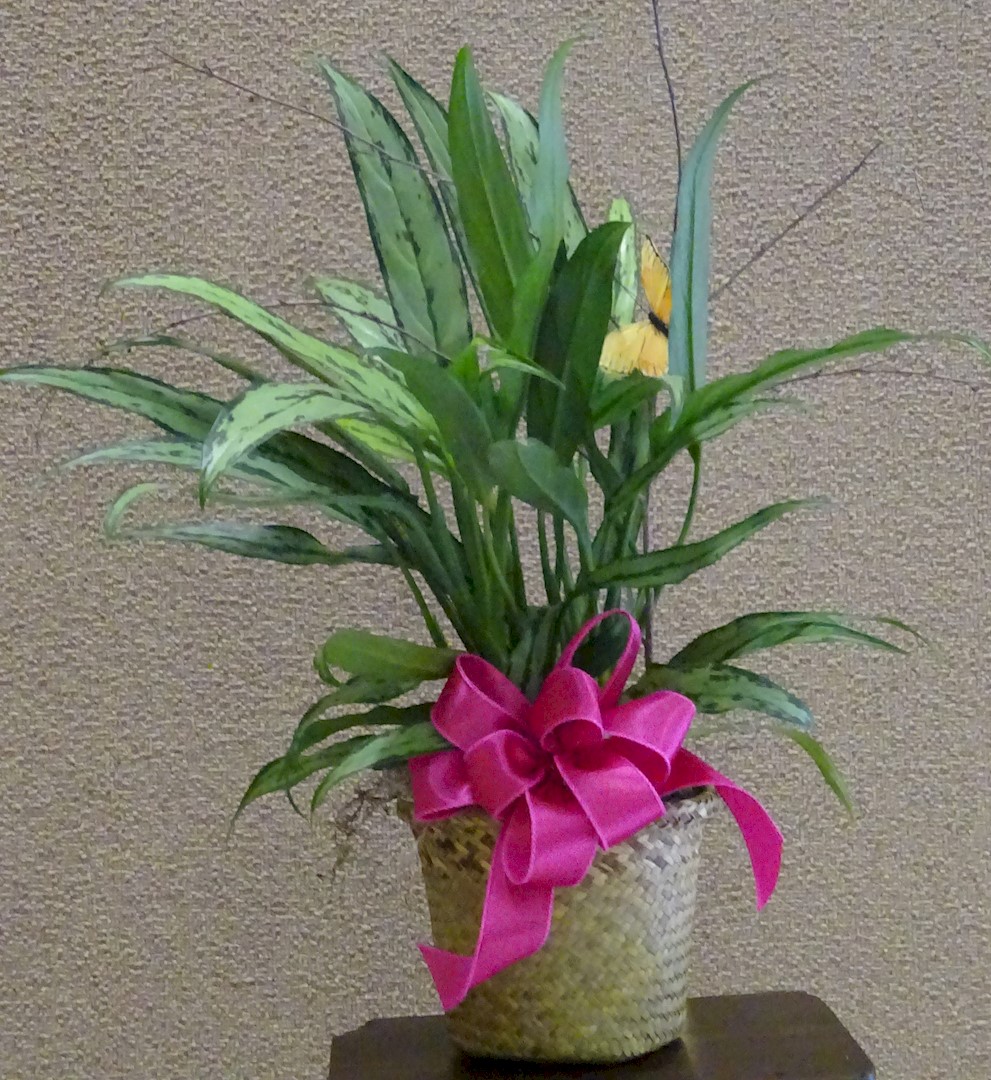 Flowers from The Golden Girls - Deb, Cindy, Tammie, and Candee