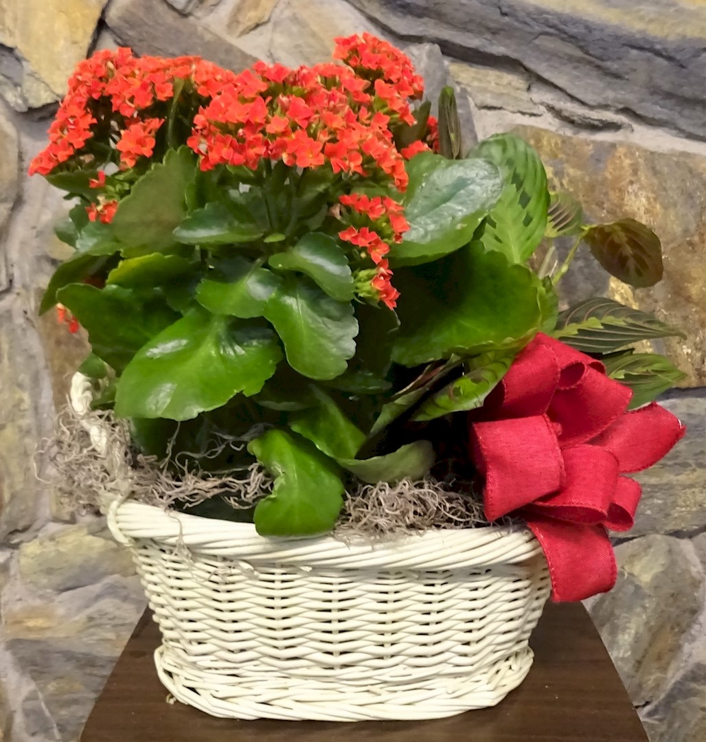 Flowers from Poky Feeders