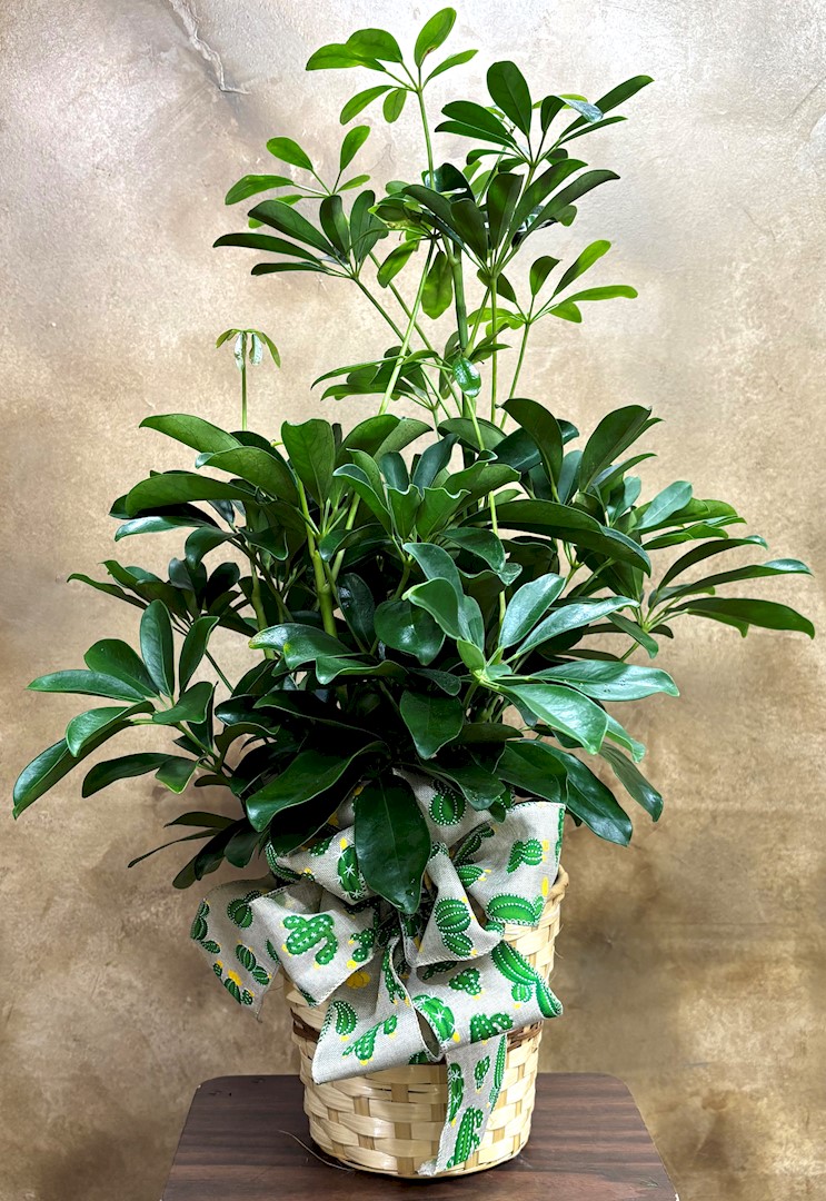 Flowers from Mike and Linda Gebes