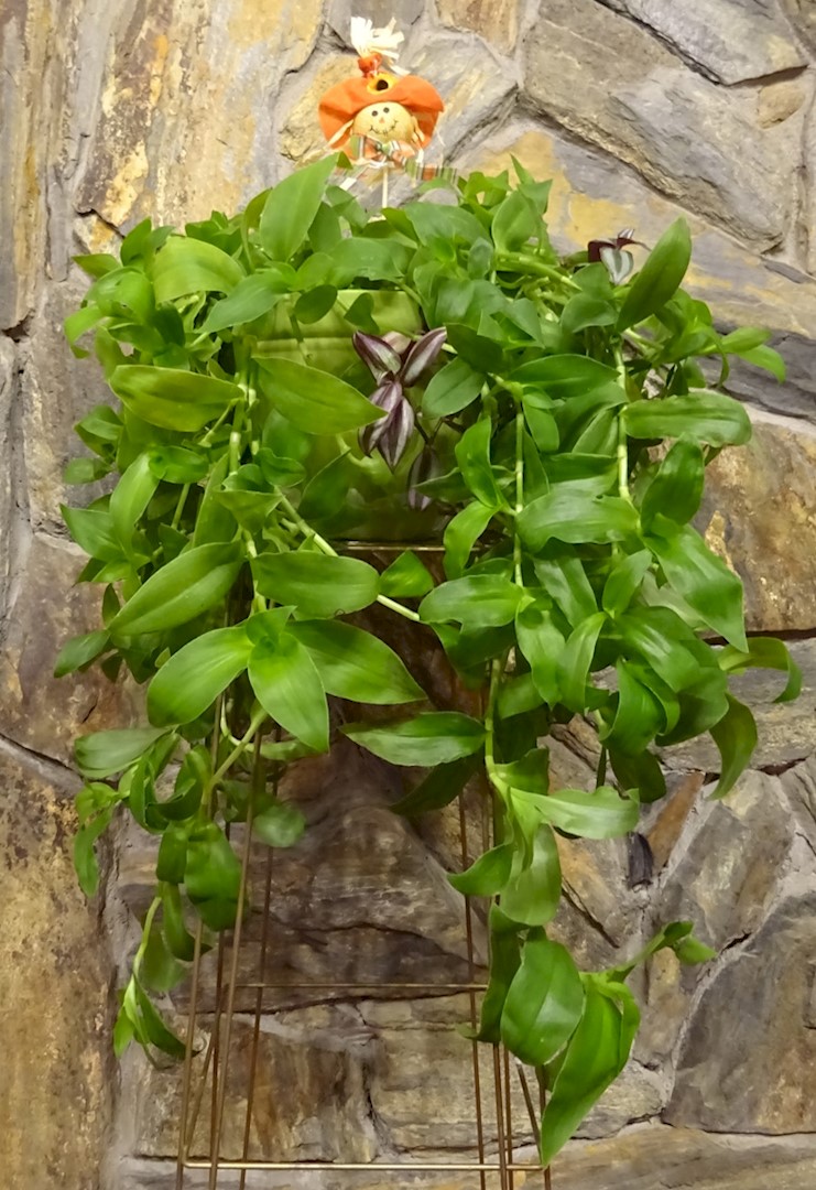 Flowers from Mike and Shar Moses