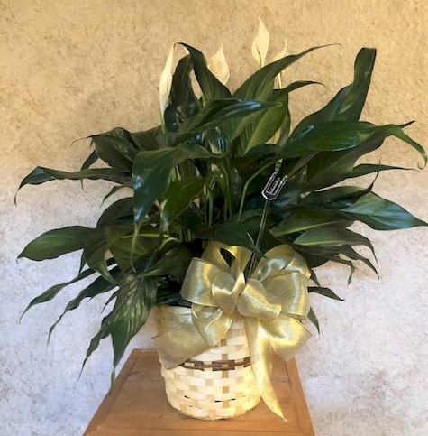 Flowers from Dale, Jackie, Jesse, and Kyla Sawvell