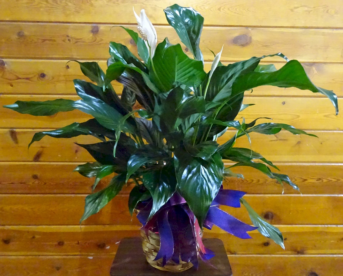 Flowers from Glen, Meggan, and Mataya