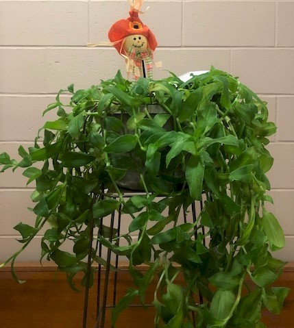 Flowers from Mike and Shar Moses