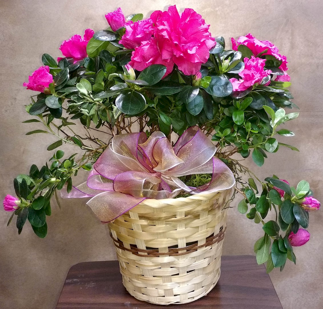 Flowers from Janet