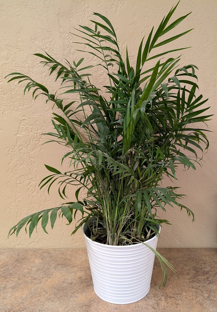 Flowers from Dakota Country Pharmacy