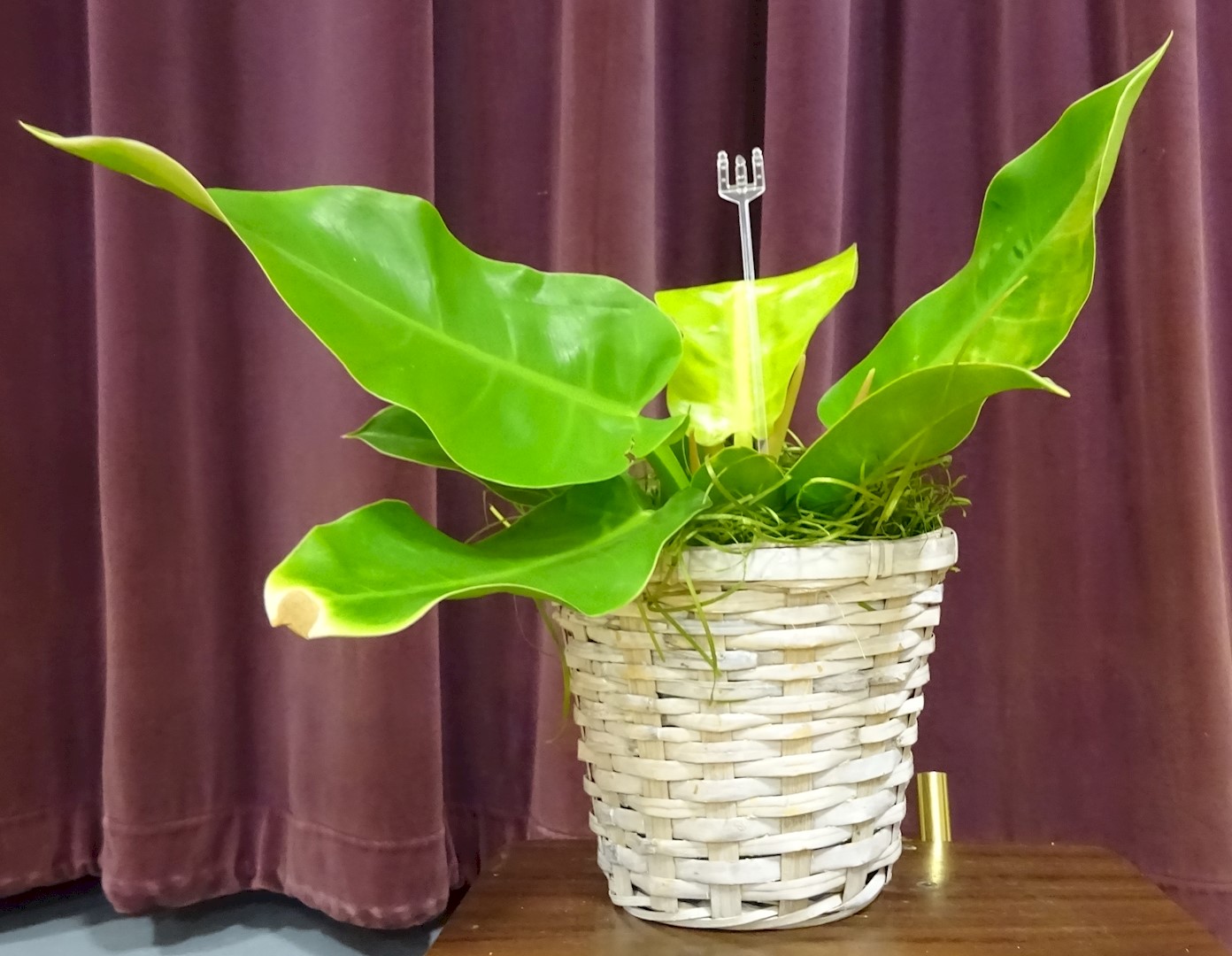 Flowers from Moor's - Marv, Deb, Matt, Mitch, Mare, Misty, Leo, and Sutton