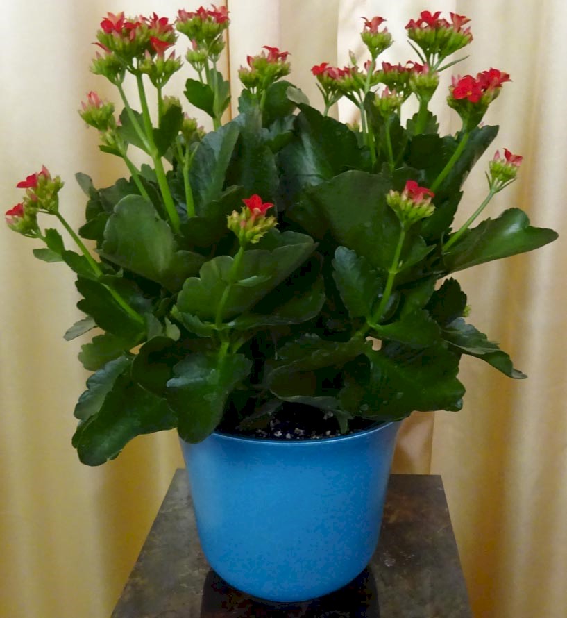 Flowers from Dakota Country Pharmacy