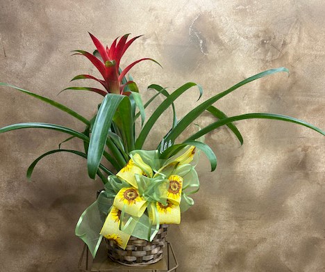 Flowers from Bob, Jodi and Amayzie
