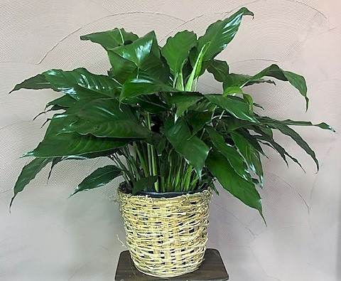 Flowers from Joanne Gauer