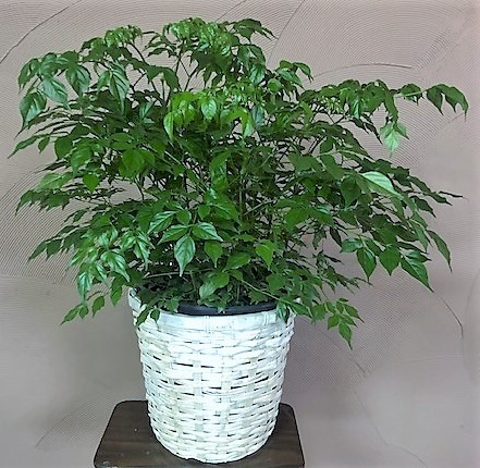 Flowers from Jean Olson