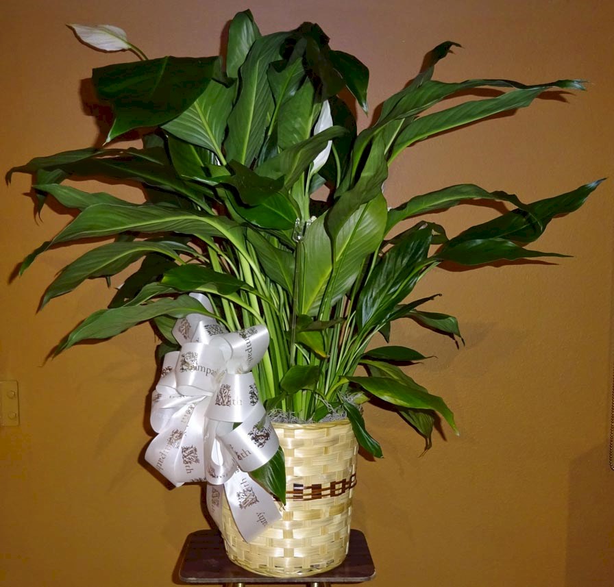 Flowers from Stone Family - Gary, Kathryn, Stacy, Shelly, and Stephanie