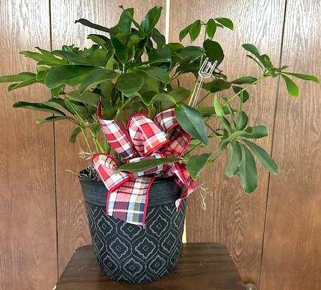 Flowers from The Knutsons