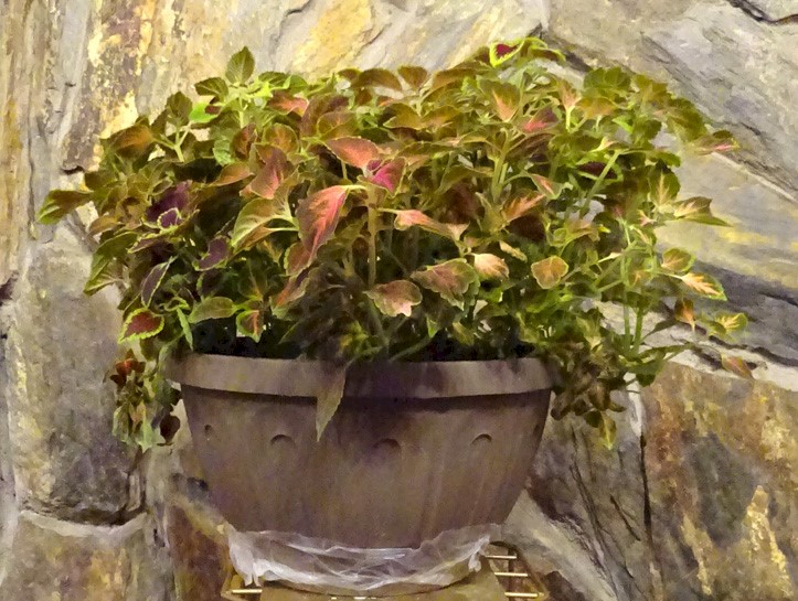 Flowers from PHS Class of 1978