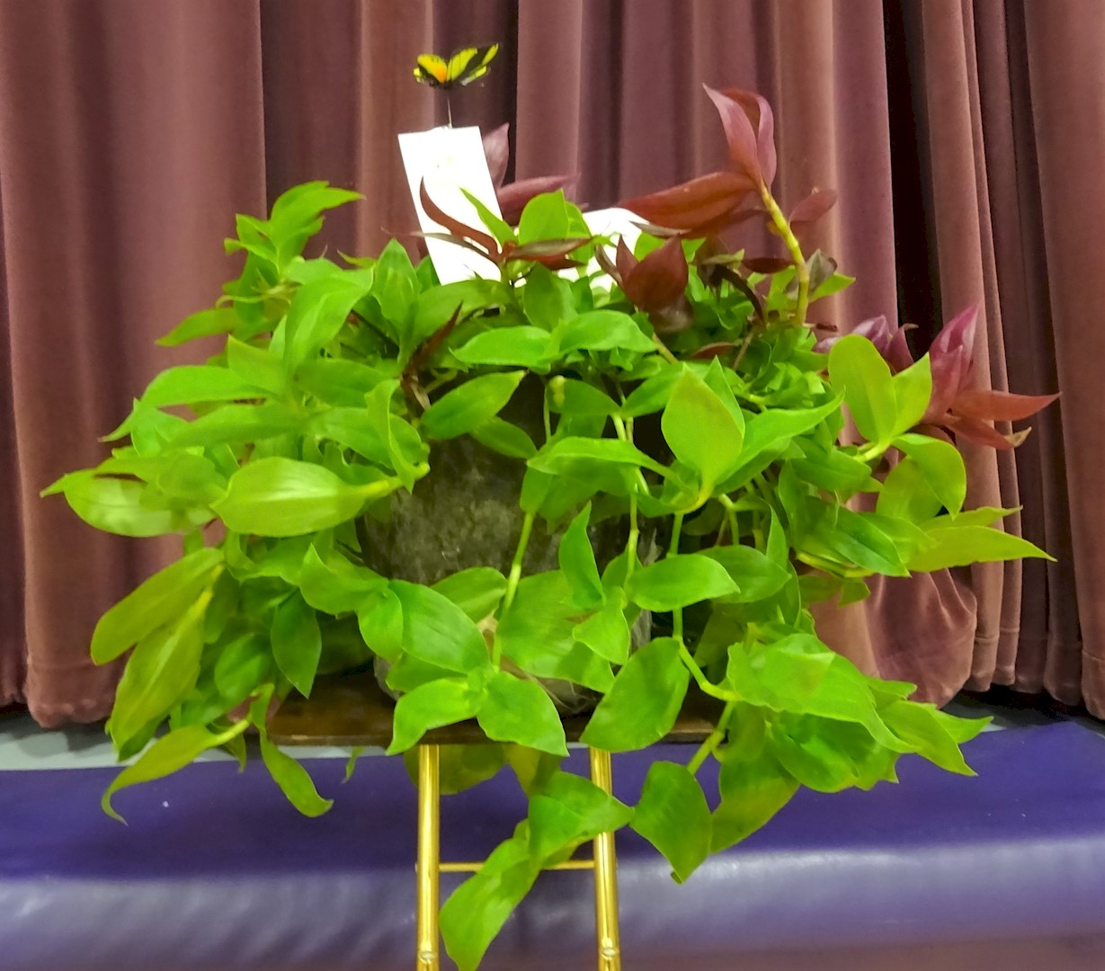 Flowers from Mike and Shar Moses