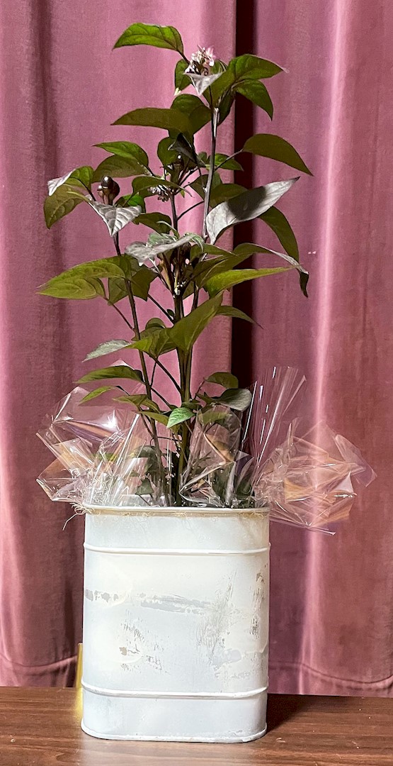 Flowers from Brad, Sarah, Jordan, and Kim