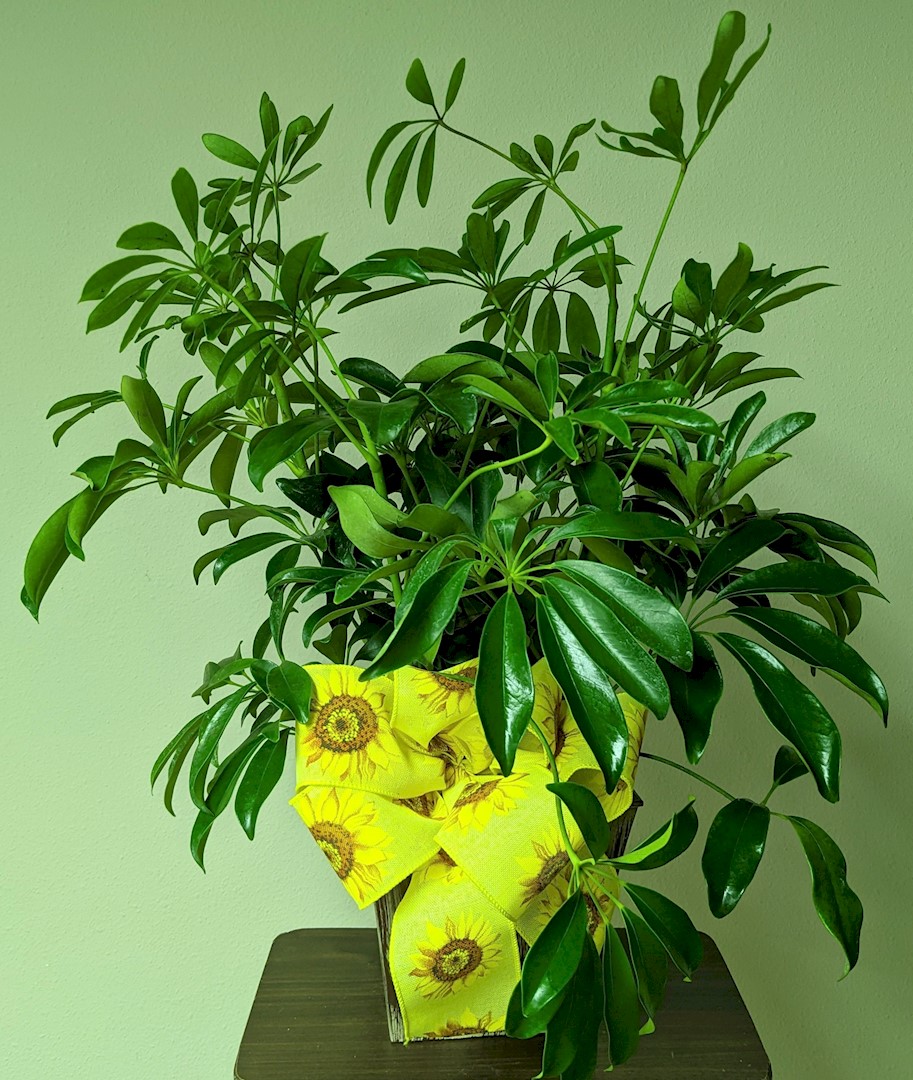 Flowers from Pizza Etc.