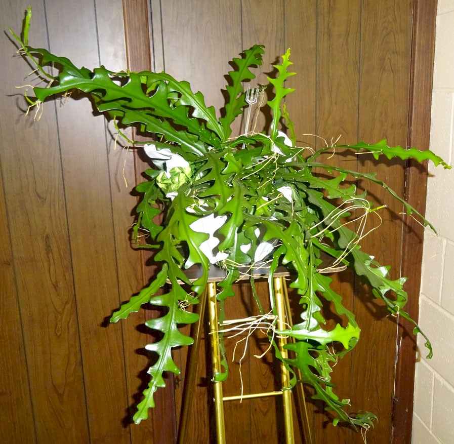 Flowers from Fredy and Marjie Peters and Family