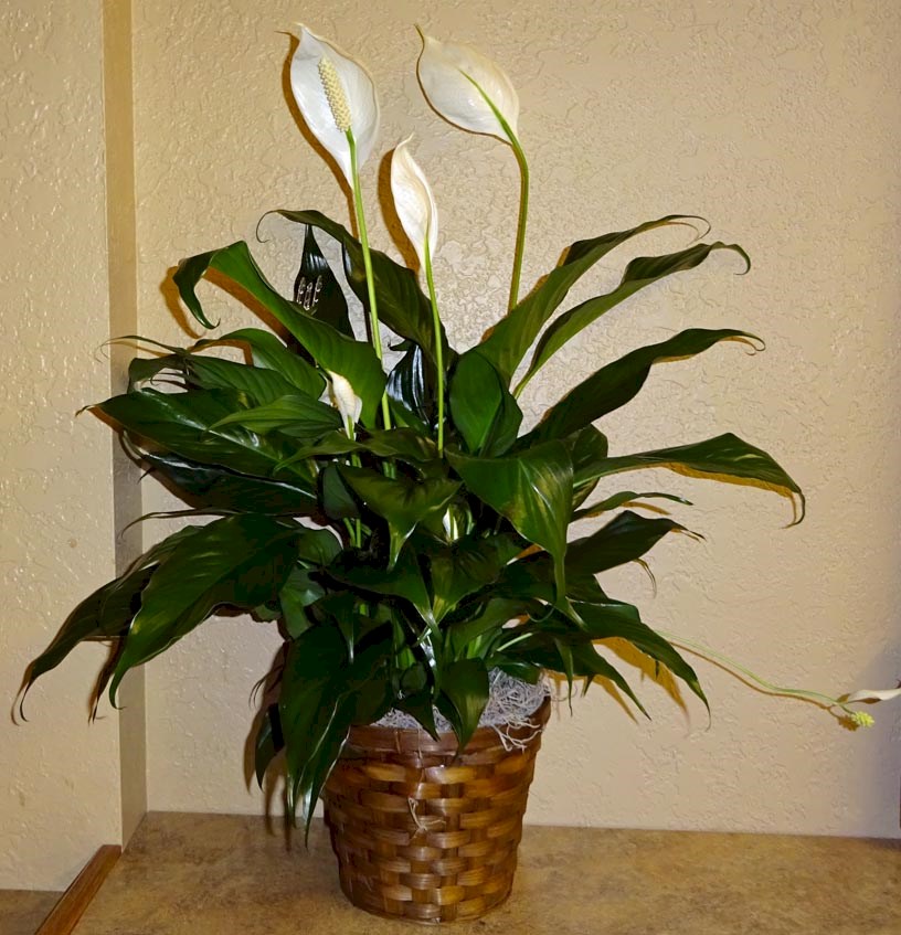 Flowers from Debbie & Harold Delbridge and Cody & Jamie Hanrahan and Family