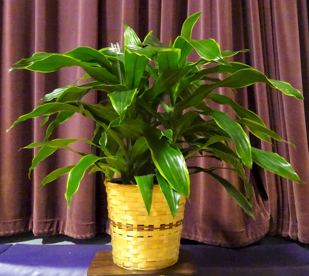 Flowers from Class of 2007