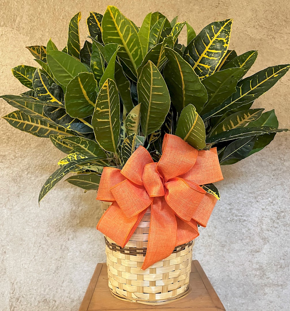 Flowers from Dakota Rural Water Directors and Staff