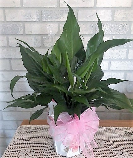 Flowers from Dakota Country Pharmacy