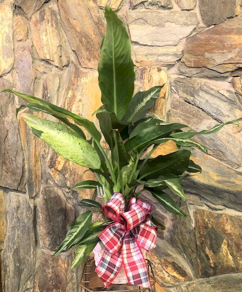 Flowers from Families of Janice, Holly, and Trudy