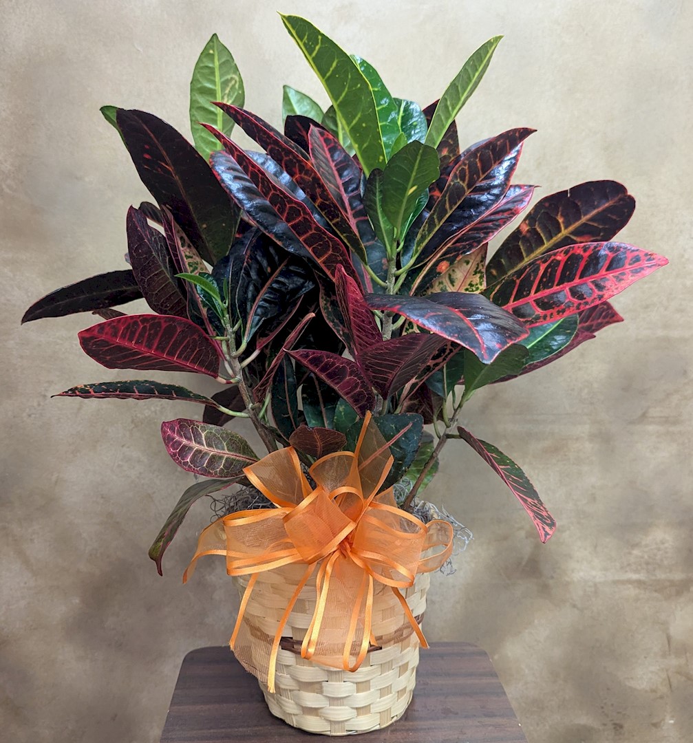 Flowers from Class of 1969