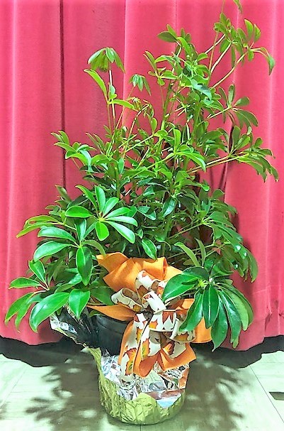 Flowers from Marilyn Urig