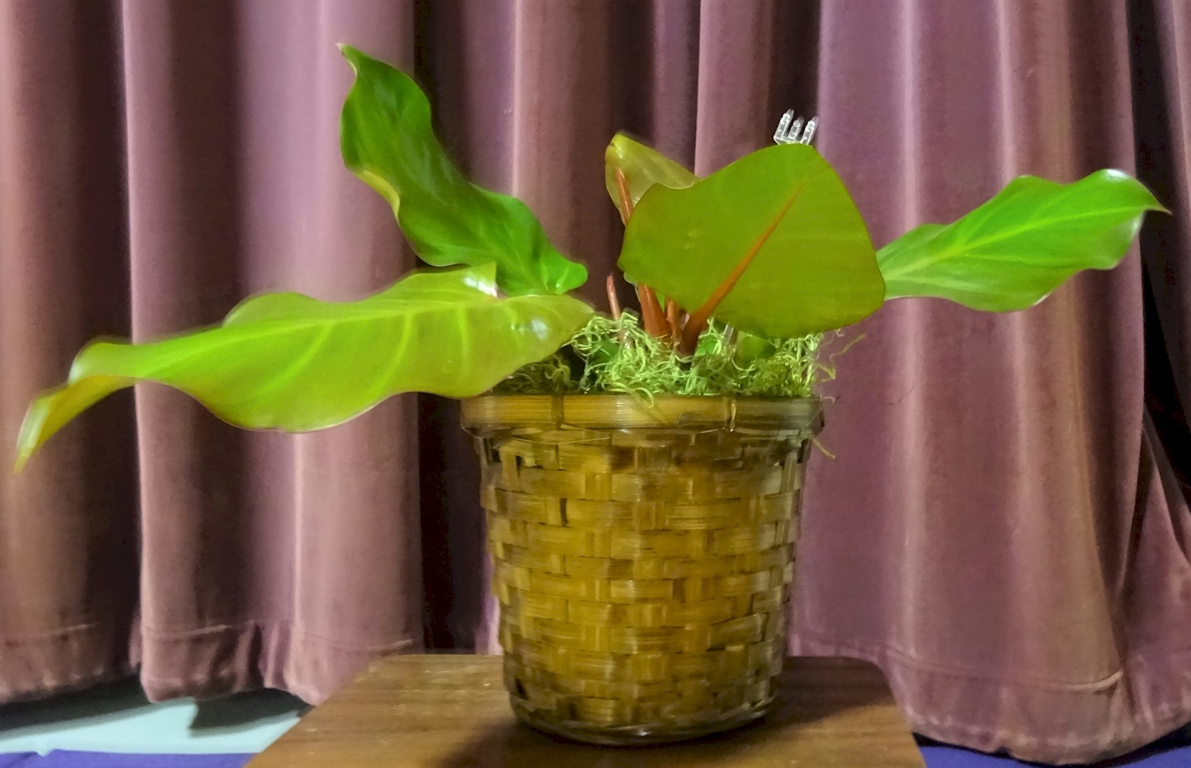 Flowers from Tucker and Kelsey McDaniel