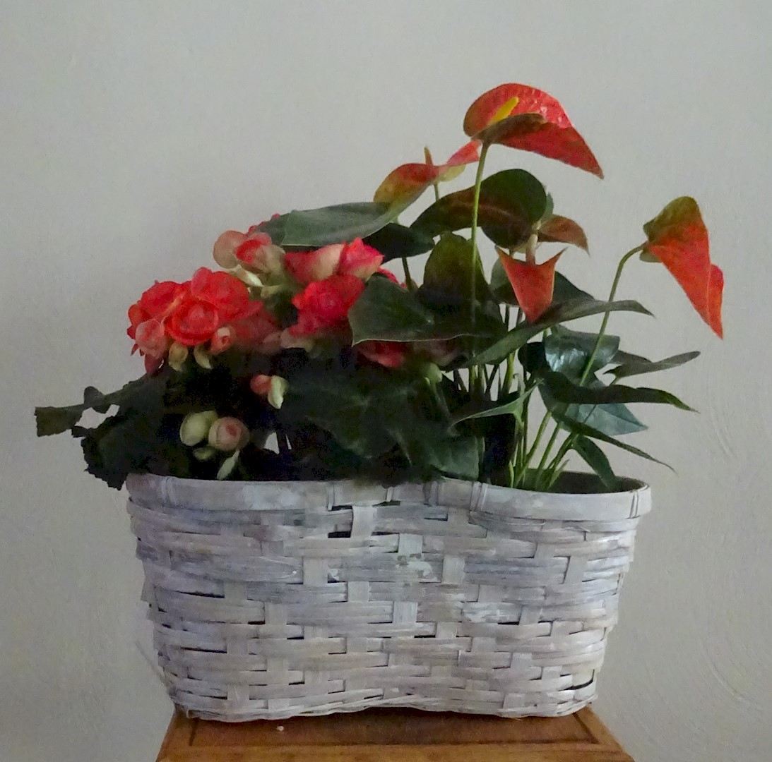 Flowers from Kena, Kadynce, and Aurora