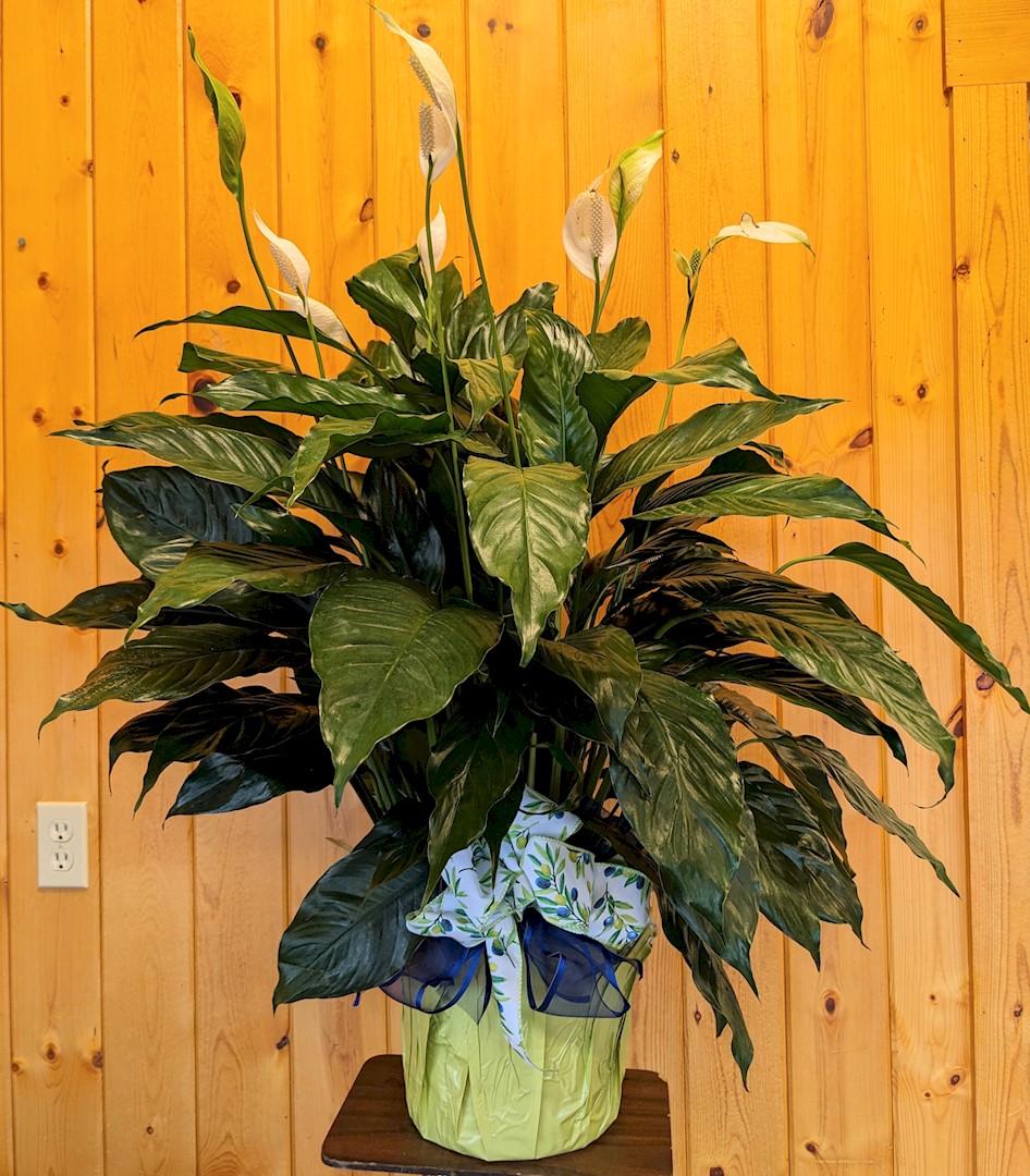 Flowers from Marv and Jeanne Botz