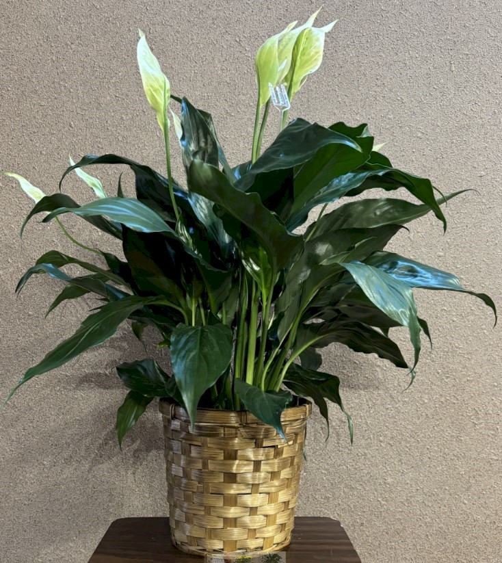 Flowers from Dan, Trudye, and Family