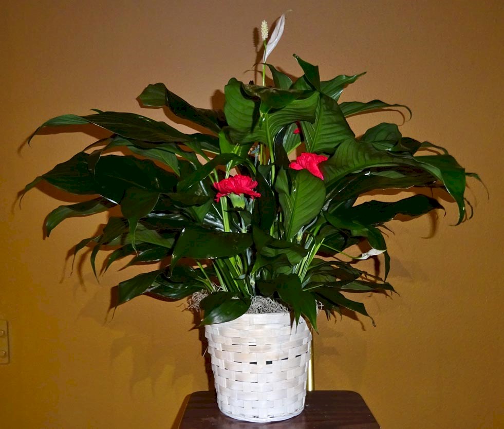 Flowers from Patrick Welsh