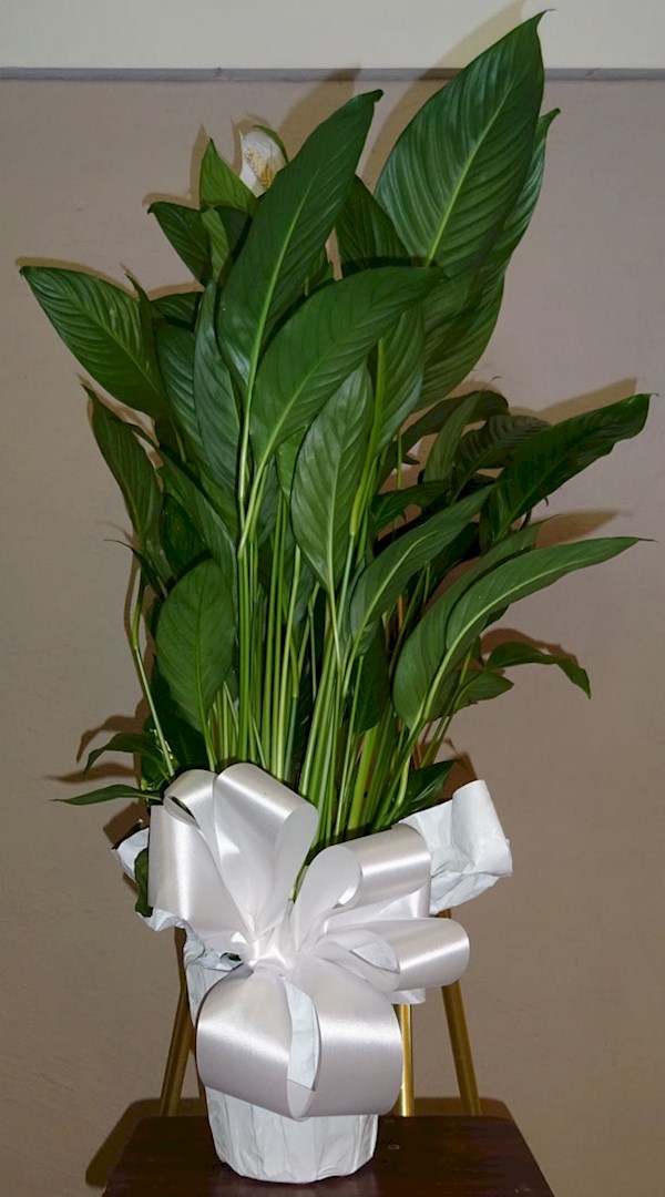 Flowers from Kadoka Nursing Home Residents and Staff
