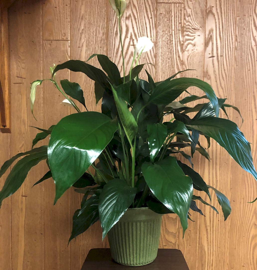 Flowers from Stulken, Petersen, Lingle, Walti, and Jones LLP