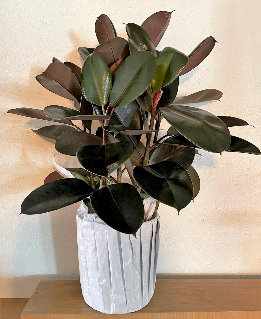 Flowers from Scotchman Living Center